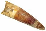 Fossil Spinosaurus Tooth - Real Dinosaur Tooth #274094-1
